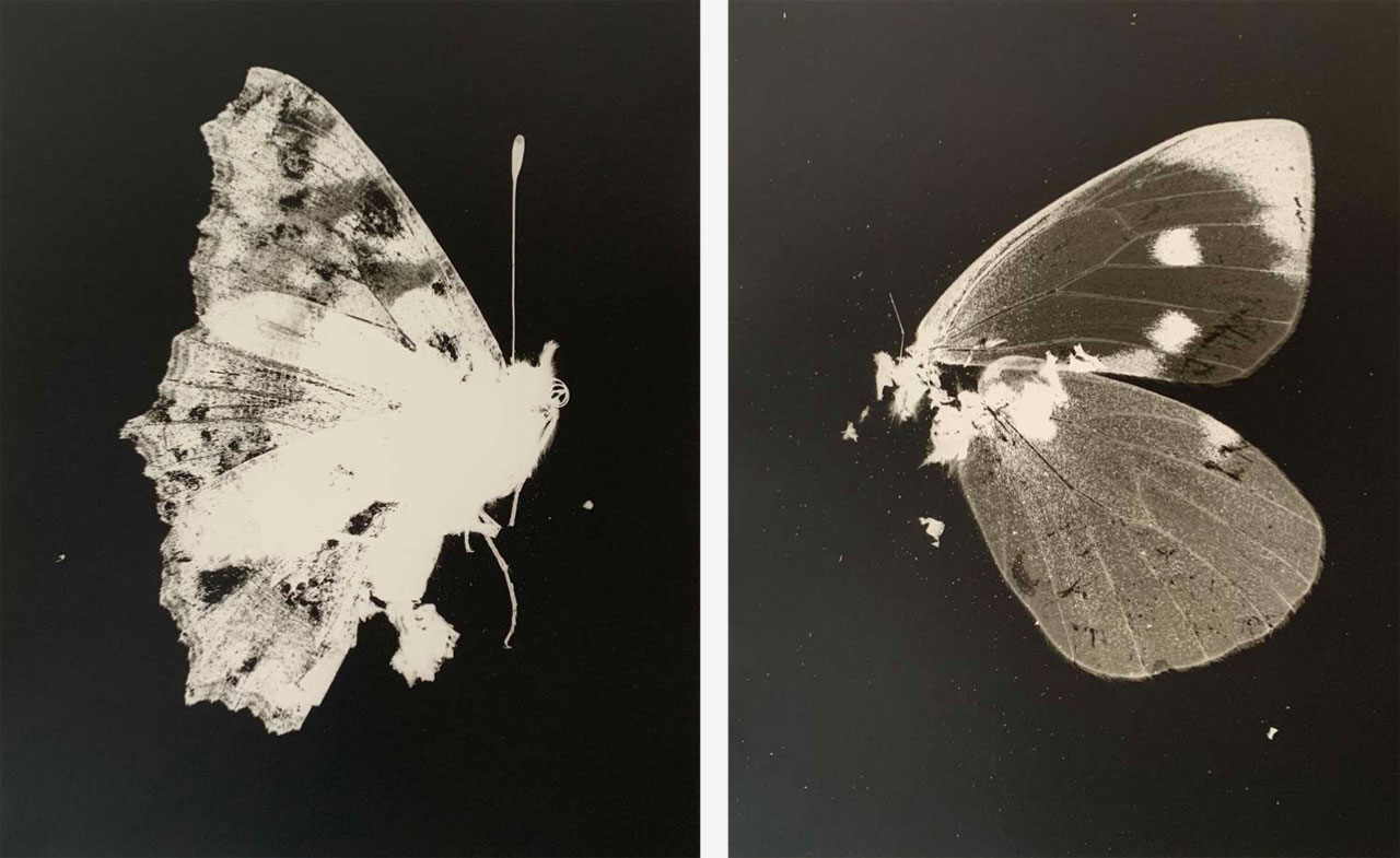 Butterflies
